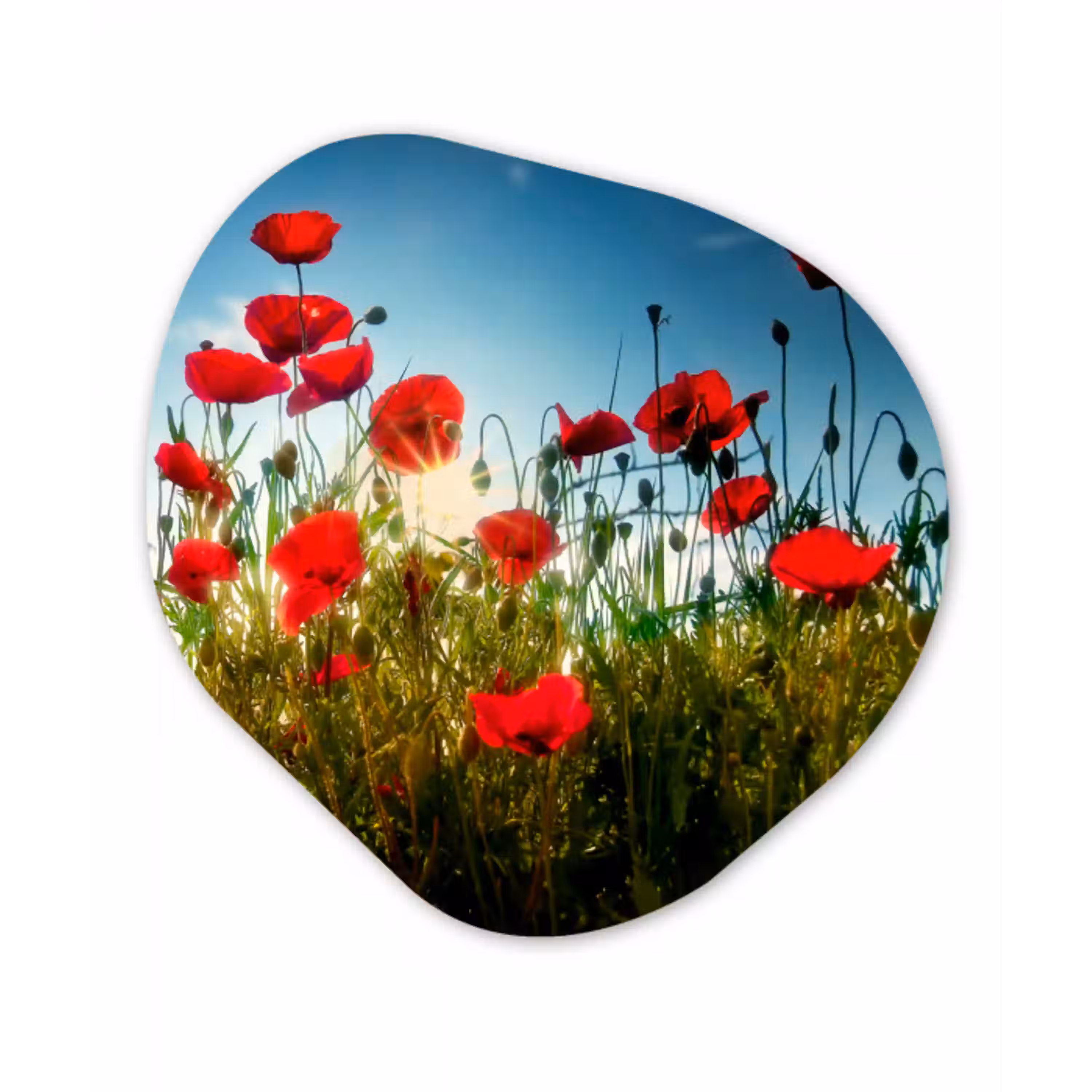 Klaprozen - Toscane - Zon - Rood - Blauw Wandcirkel Organisch Forex 3mm klein -3d