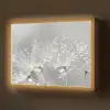 Paardenbloem - Waterdruppels - Stilleven - Modern Light Box met batterij (Wandlamp) middel -z3d_website