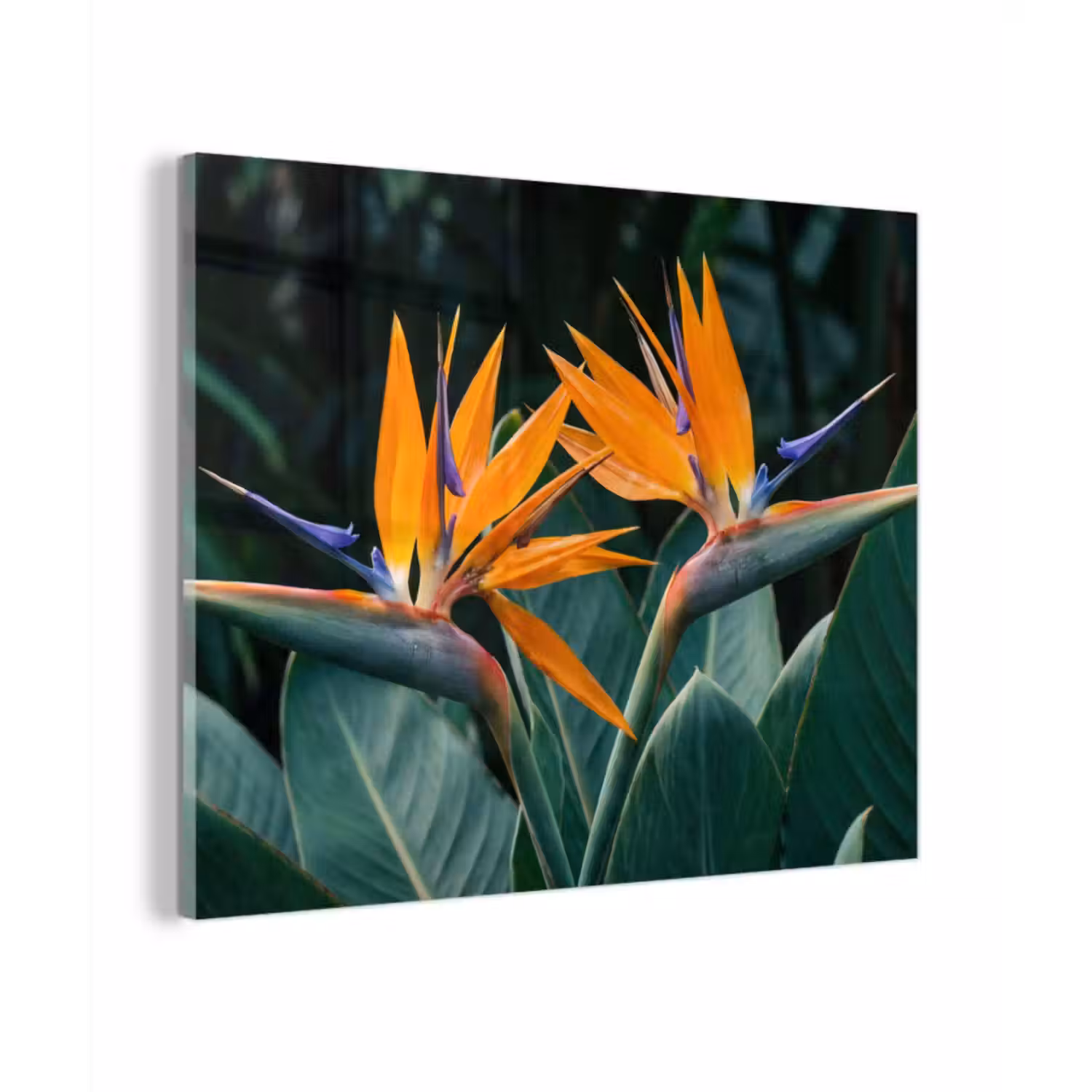 Glas schilderij - Paradijsvogel - Bloem - Exotisch
