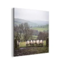 Schapen - Rij - Weide - Dieren - Platteland aluminium wit klein -3d