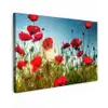 Klaprozen - Toscane - Zon - Rood - Blauw canvas 2cm klein -z3d