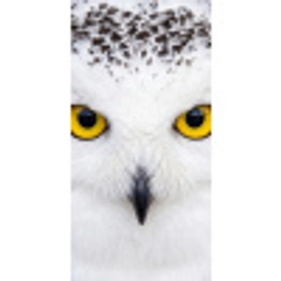 Sneeuwuil - Portret - Geel Behang Vlies klein -3d_website