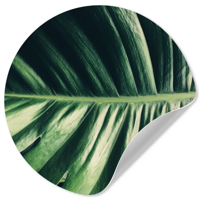 Tropisch - Inductie mat - Natuur - Inductie beschermer - Jungle Wandcirkel behangsticker klein -3d