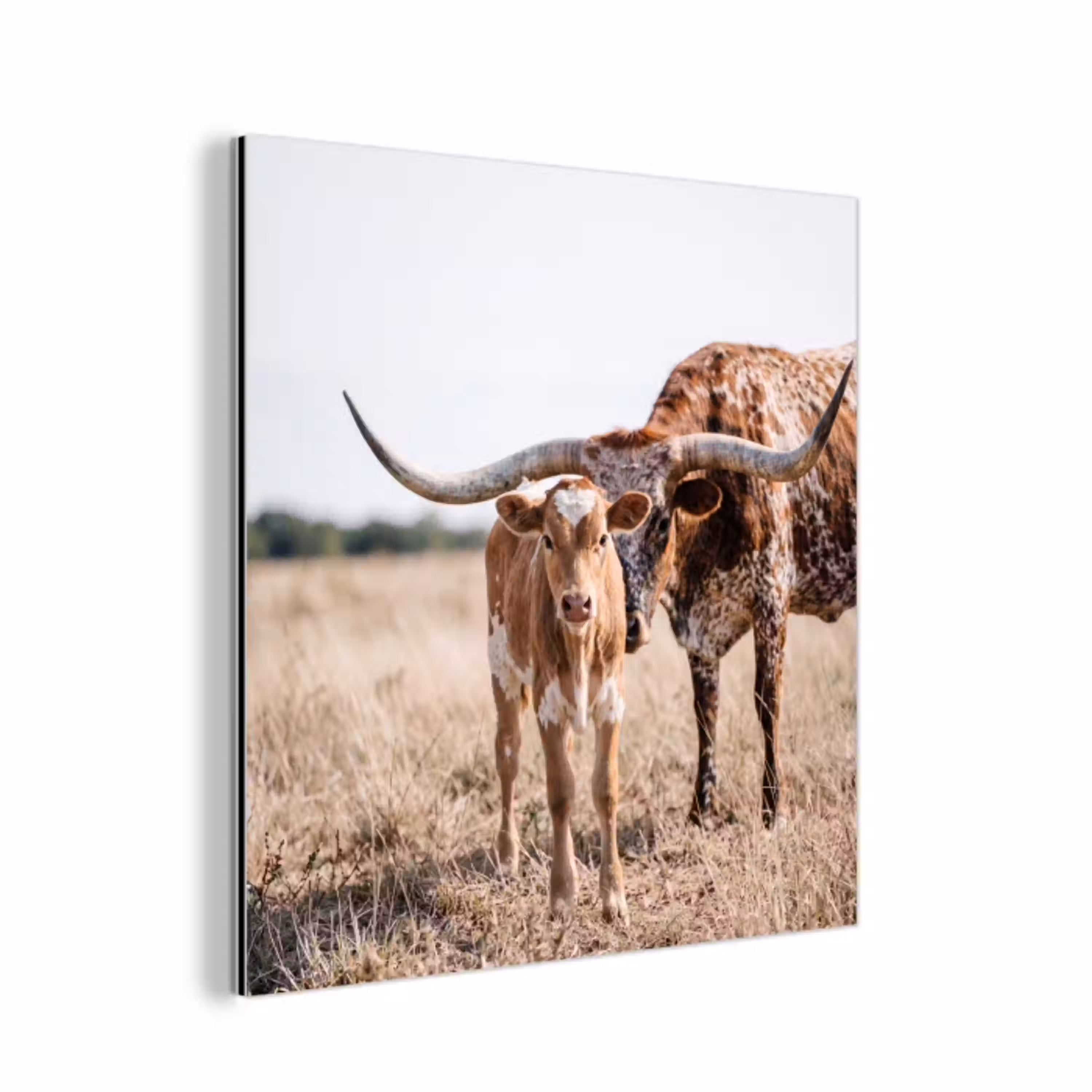 Texas Longhorn - Kalf - Weide - Dieren aluminium wit klein -3d