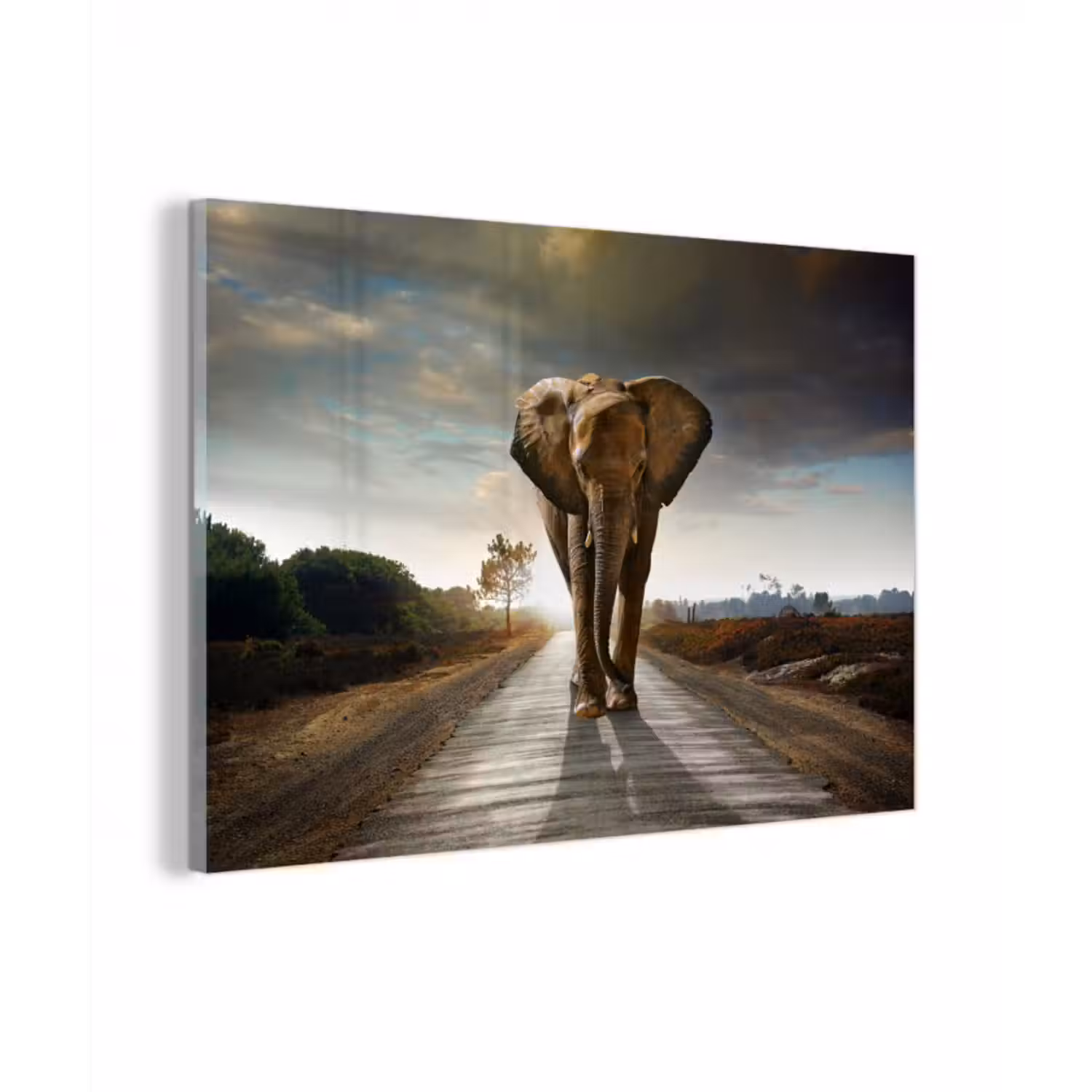 Glasbild - Elefant - Straße - Tiere - Sonnenuntergang - Landschaft