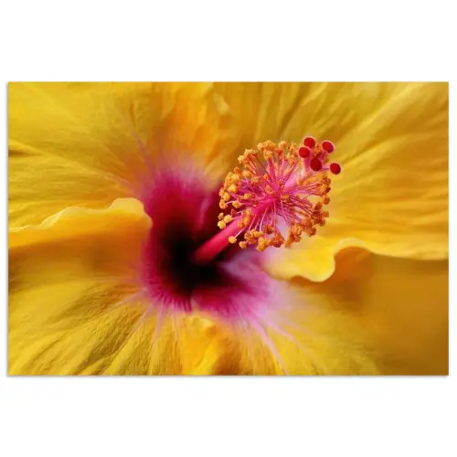 Geel - Hibiscus - Tropisch poster papier klein -3d