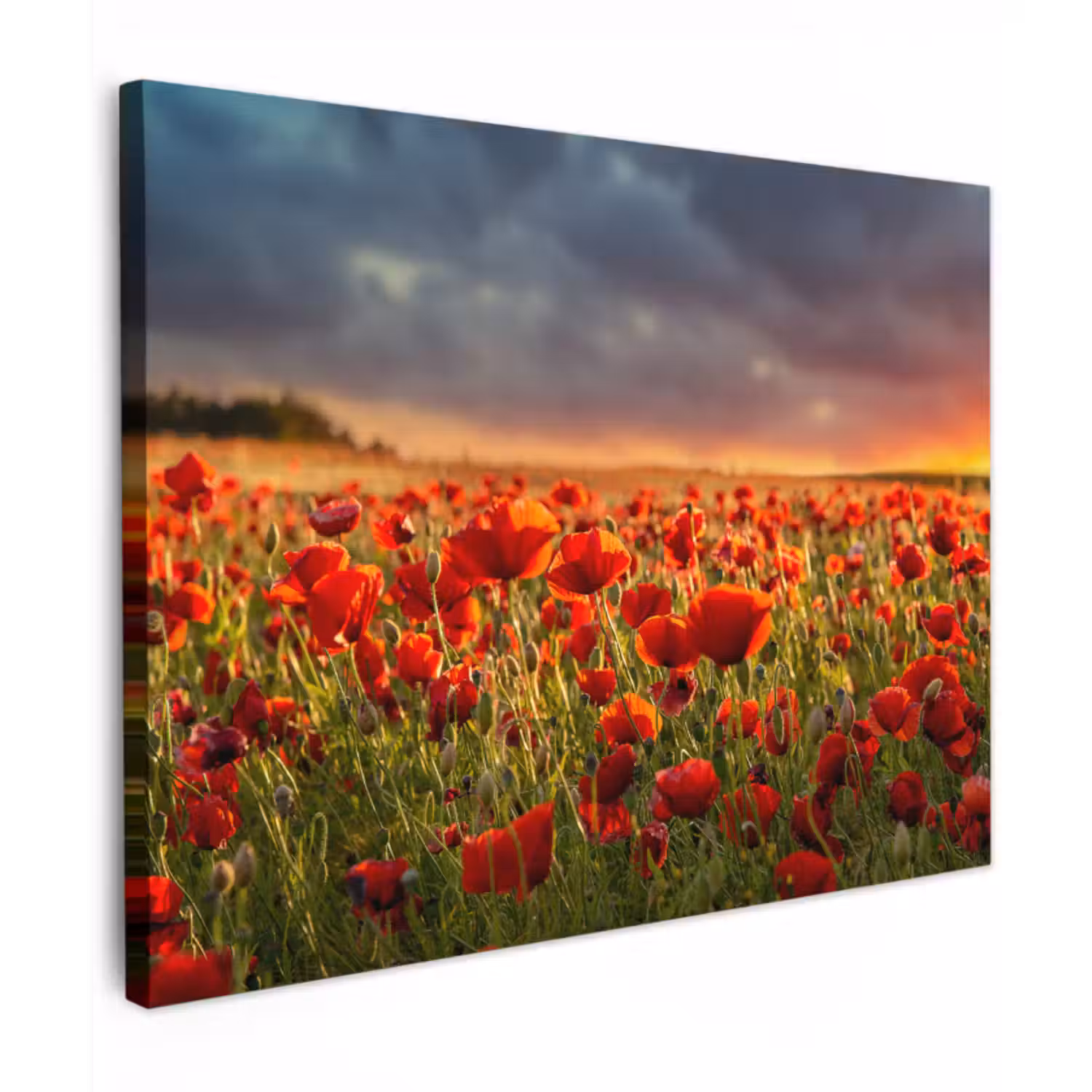 Canvas schilderij - Sonnenuntergang - Mohnblumen - Rot - Blumen - Feld - Natur