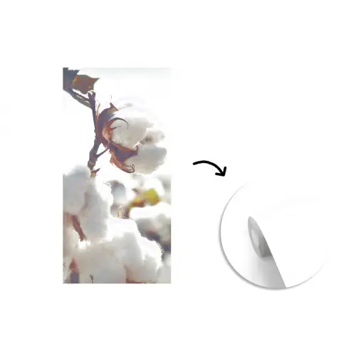 Katoenplanten in de natuur fotobehang vinyl groot -3d