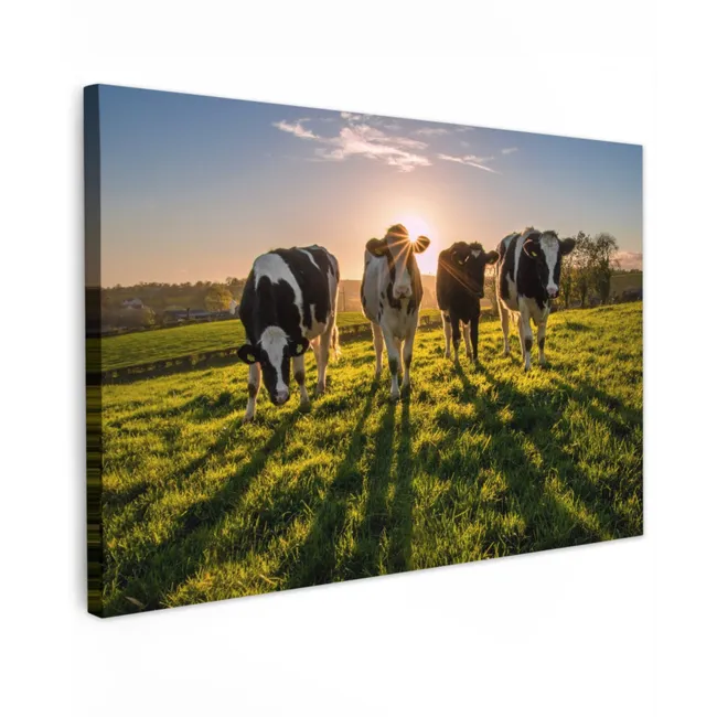 Buiten canvas - Koeien in de ochtendzon