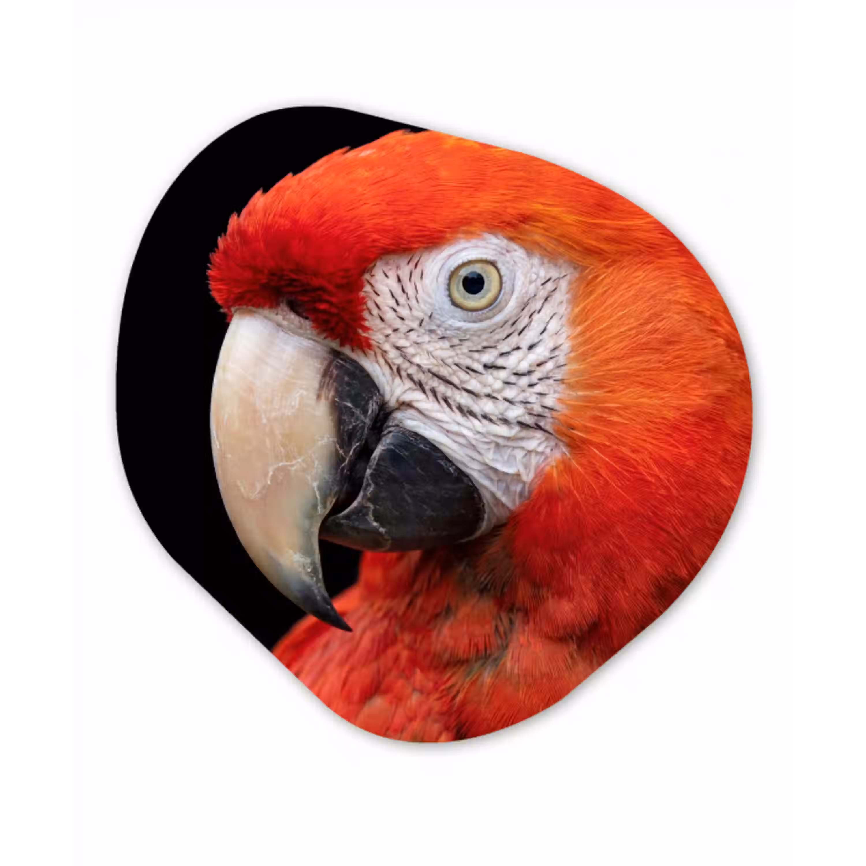 Ara - Portret - Rood Wandcirkel Organisch Aluminium middel -3d