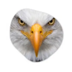 Amerikaans - Zeearend - Portret - Geel Wandcirkel Organisch Aluminium middel -3d