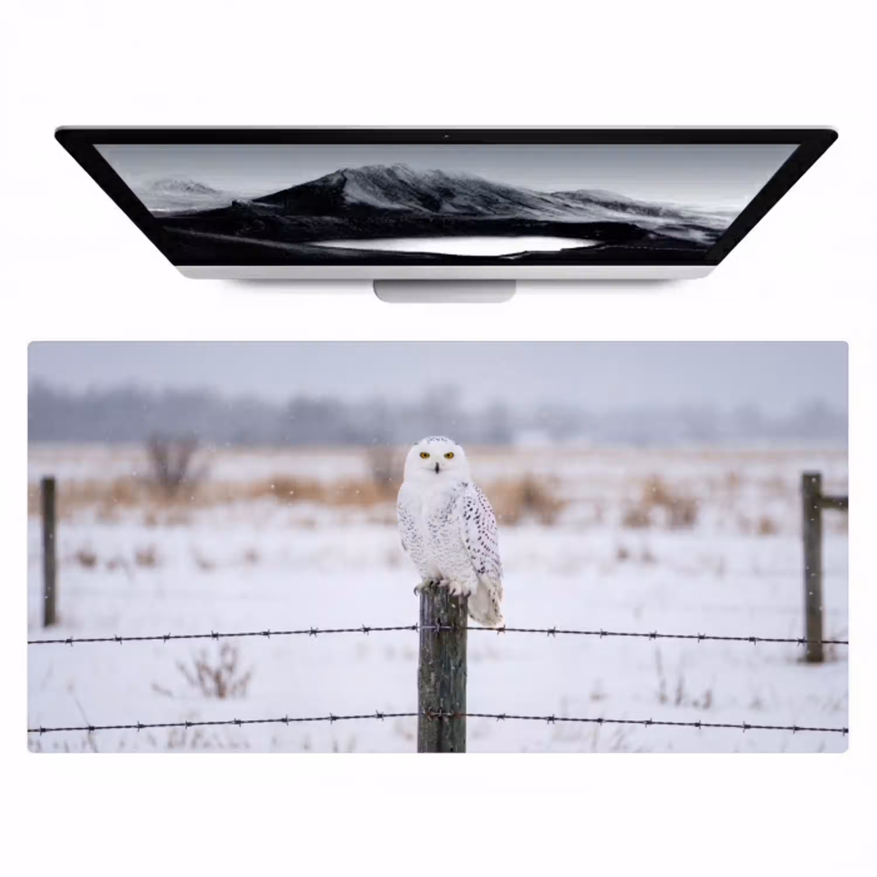 Sneeuwuil - Hek - Sneeuw - Wit Muismat XXL klein -zzz3d