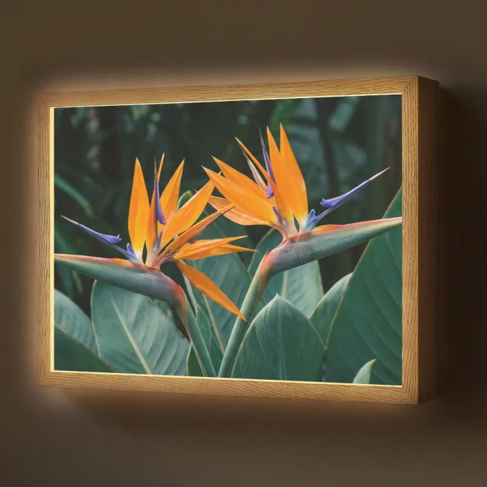 Paradijsvogel - Bloem - Exotisch Light Box met batterij (Wandlamp) middel -z3d_website