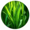 Grassprieten - Lichtinval - Groen Wandcirkel plexiglas klein -3d