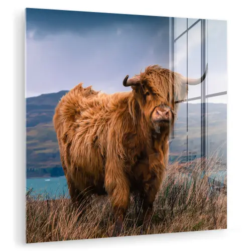 Schotse Hooglander - Berg - Water - Natuur - Koe plexiglas 5mm klein -zzzproduct_nieuw