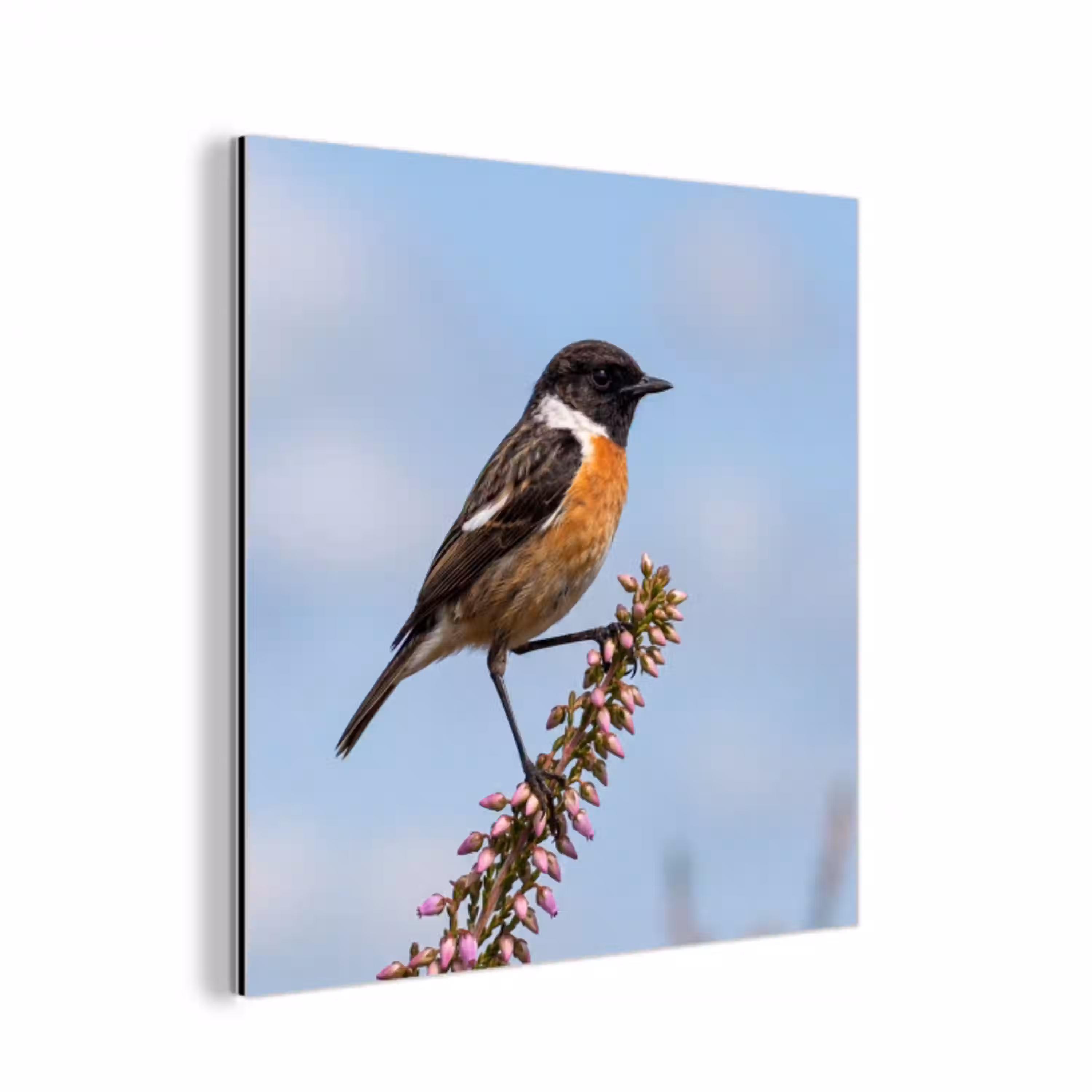 Roodborsttapuit - Heide - Paars - Natuur - Sfeervol aluminium wit klein -3d
