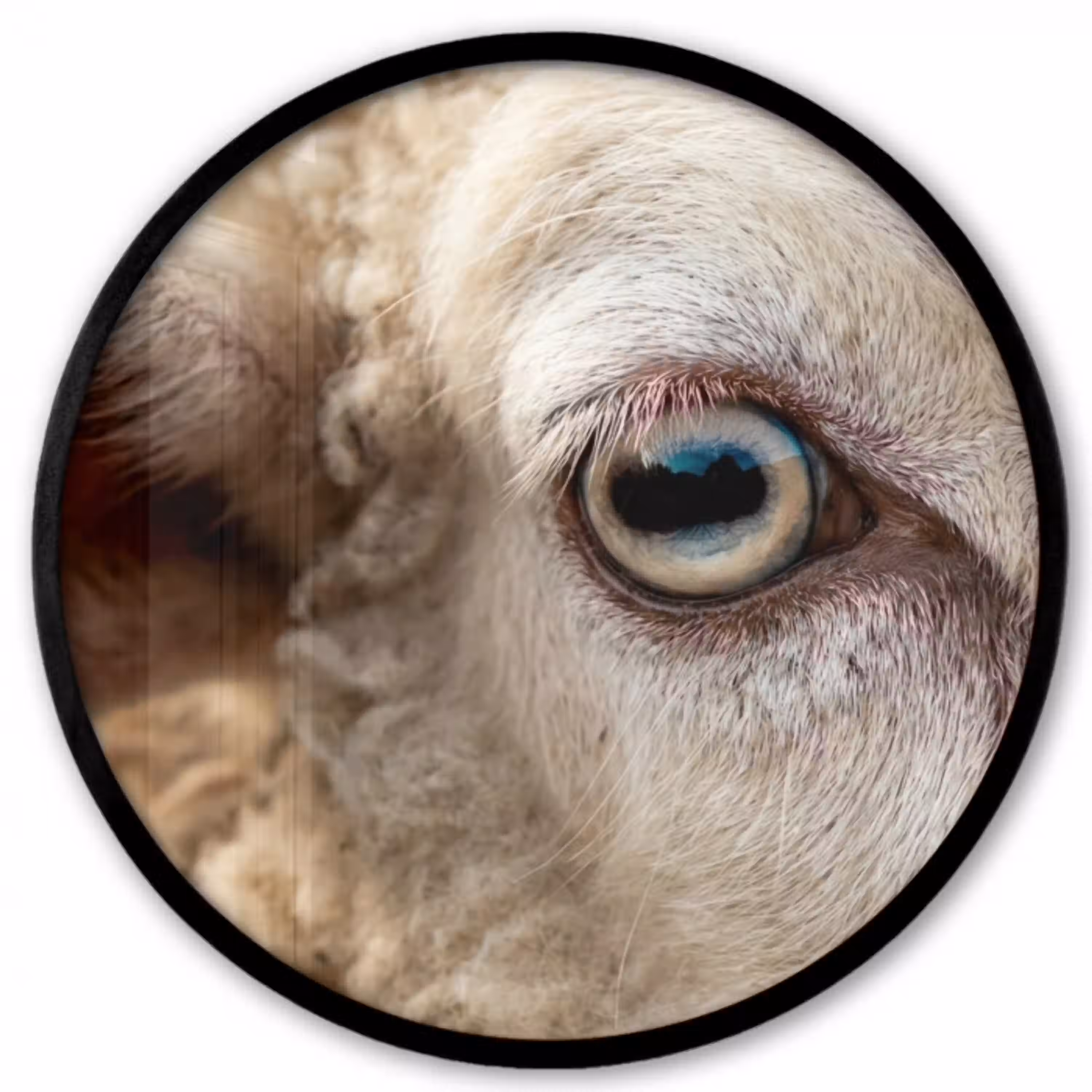 Schaap - Oog - Wit Fotolijst rond zonder passe partout klein -3d