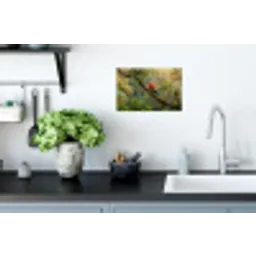 Ara - Jungle - Rood Muursticker klein -keuken