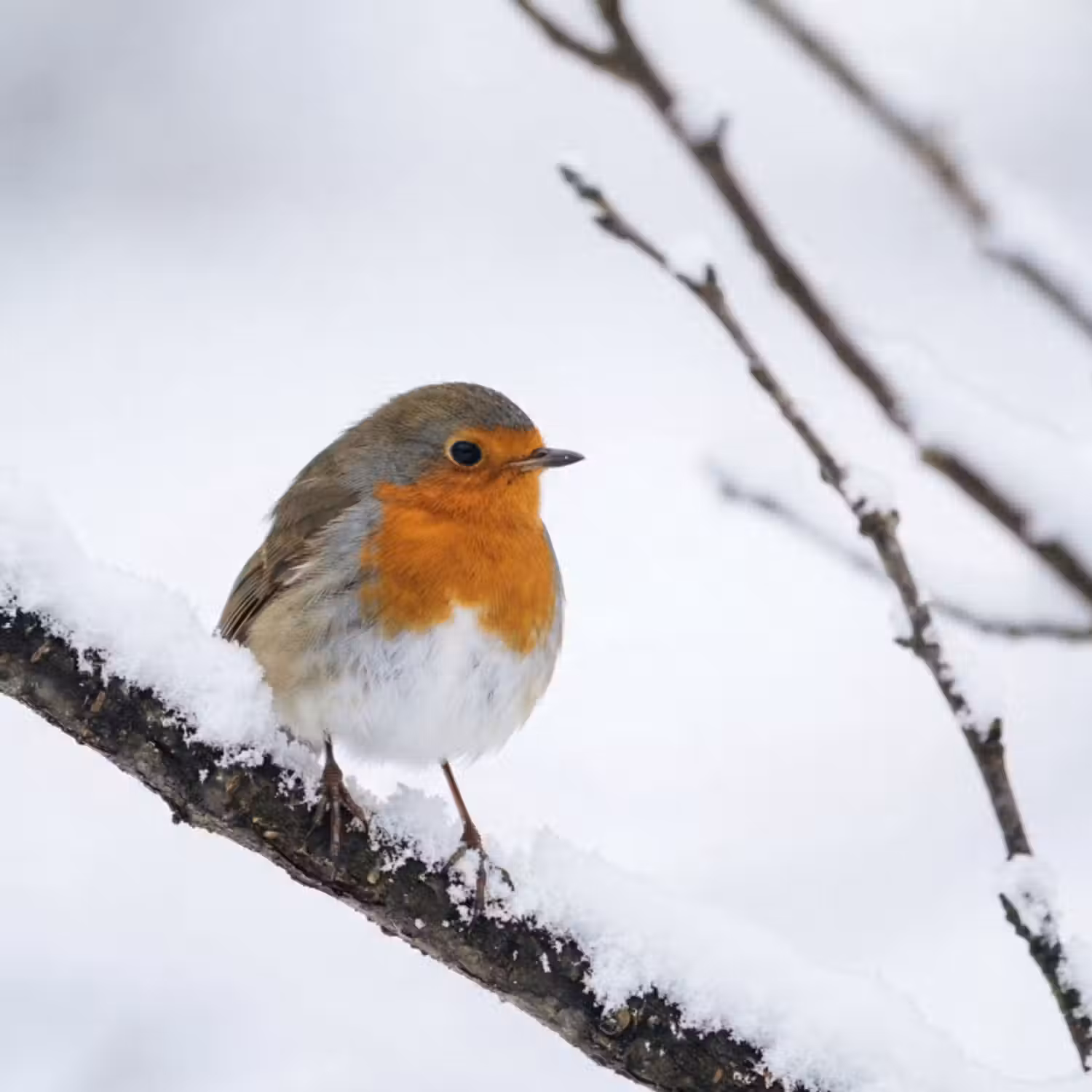 Behang - Roodborstje - Tak - Sneeuw - Winter - Levendig