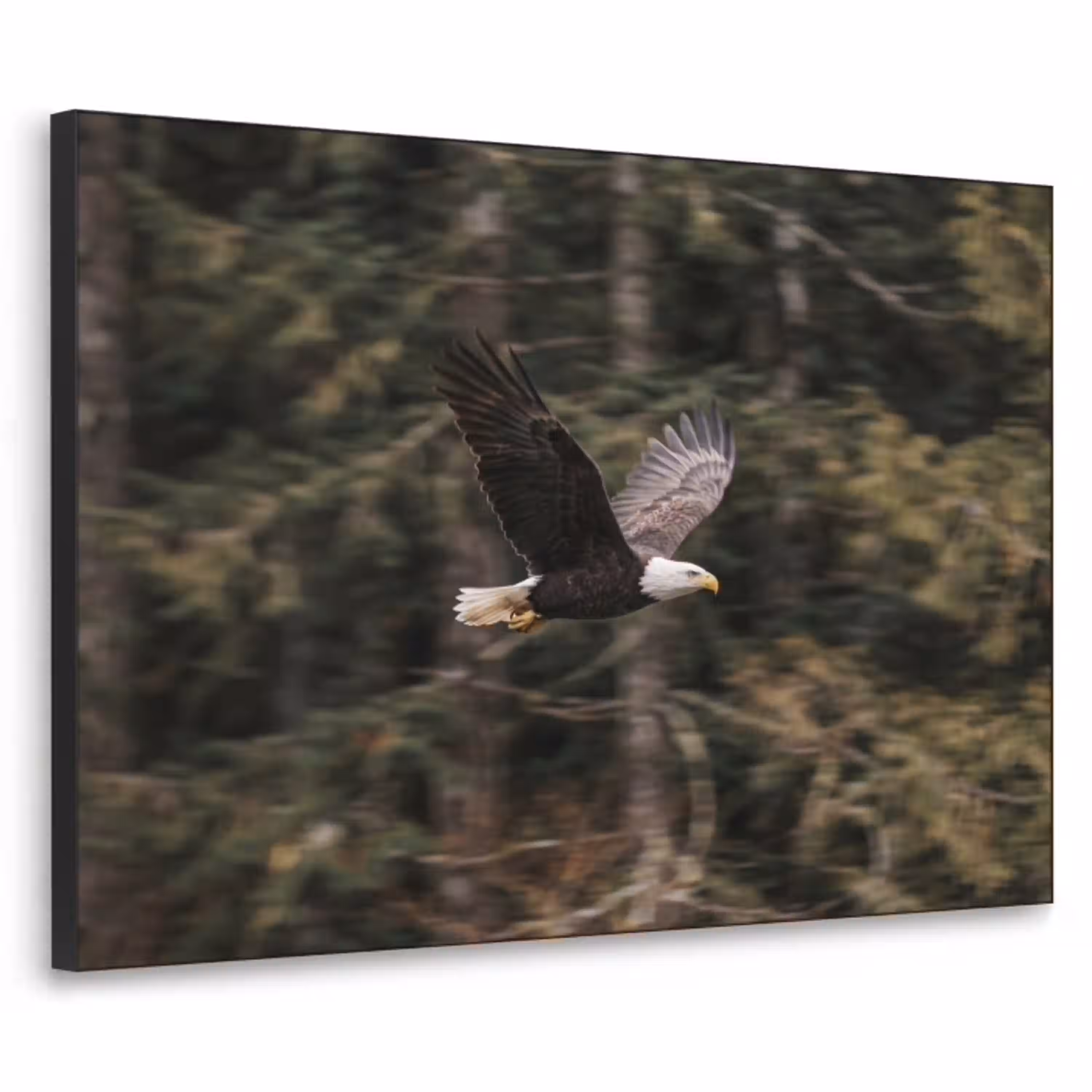 Zeearend - Vliegen - Bos - Natuur Textielframe zwart klein -3d