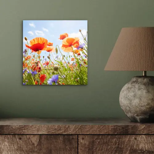 Bloemen - Klaproos - Lente - Natuur - Rood - Blauw aluminium wit klein -sfeer2