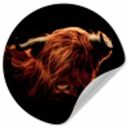 Schotse hooglander - Koe - Hoorns - Portret - Dieren Wandcirkel behangsticker klein -3d