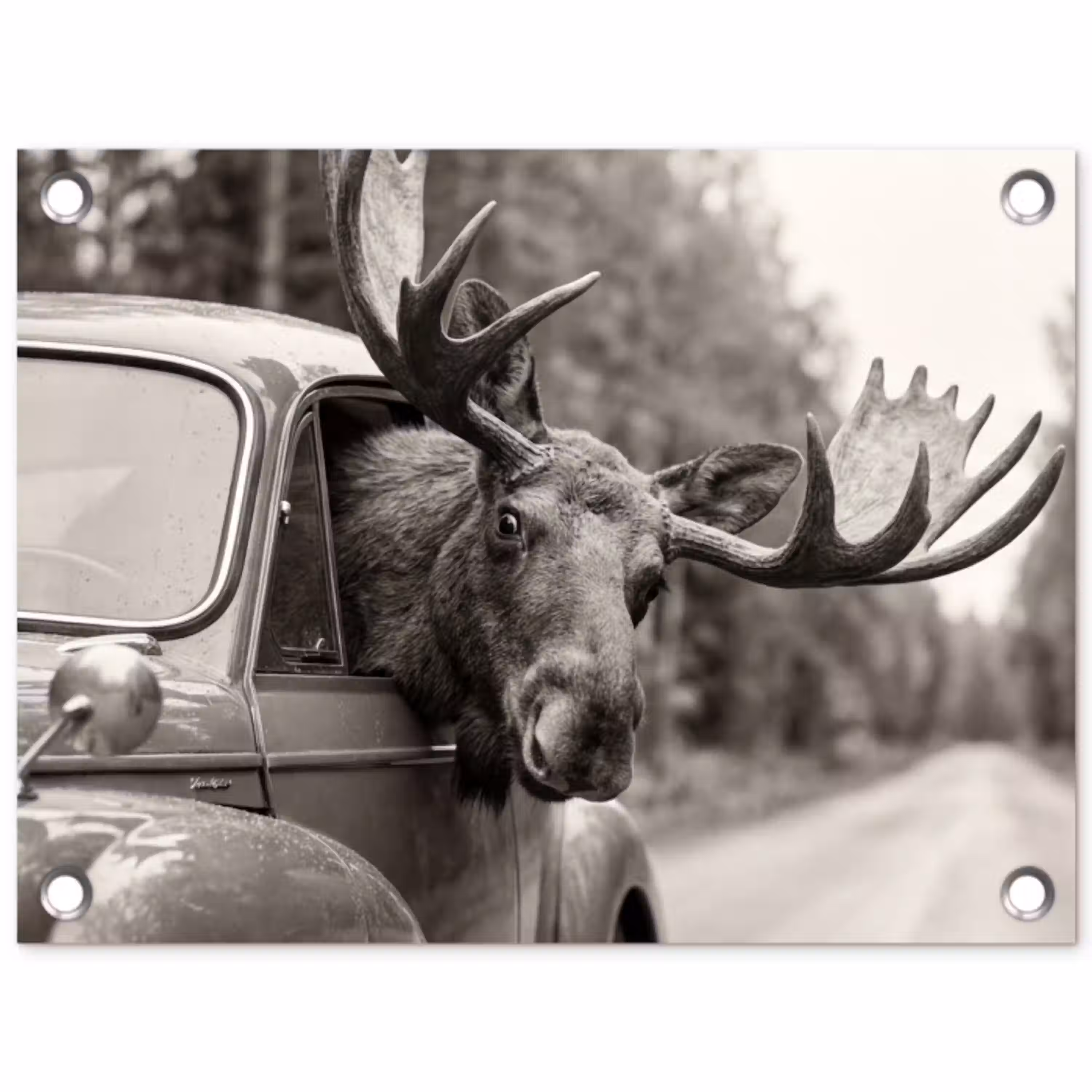 Eland - Auto - Gewei - Zwart - Wit tuinposter los doek klein -3d