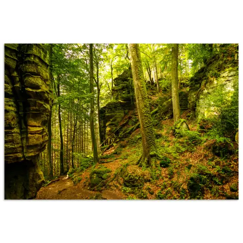 Bomen - Steen - Bos - Natuur - Planten poster papier klein -3d