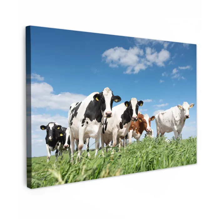 Koeien - Platteland - Weiland - Natuur - Dieren canvas 2cm klein -z3d