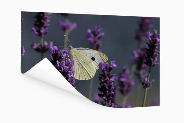 Close-up Tuinposter Ophangsysteem