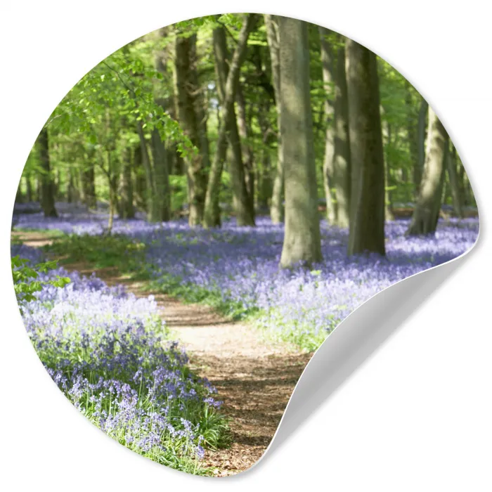 Bos - Pad - Bloemen - Paars - Groen - Natuur Wandcirkel behangsticker klein -3d