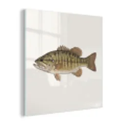 Vissen - Natuur - Vintage plexiglas 5mm klein -z3d