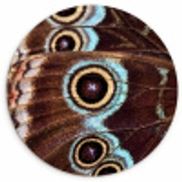 Vleugels - Vlinder - Blauw Wandcirkel kunststof plaat 5mm dik klein -3d