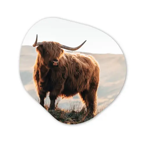 Schotse hooglander - Dieren - Landelijk - Landschap - Koe - Natuur Wandcirkel Organisch Forex 3mm klein -3d