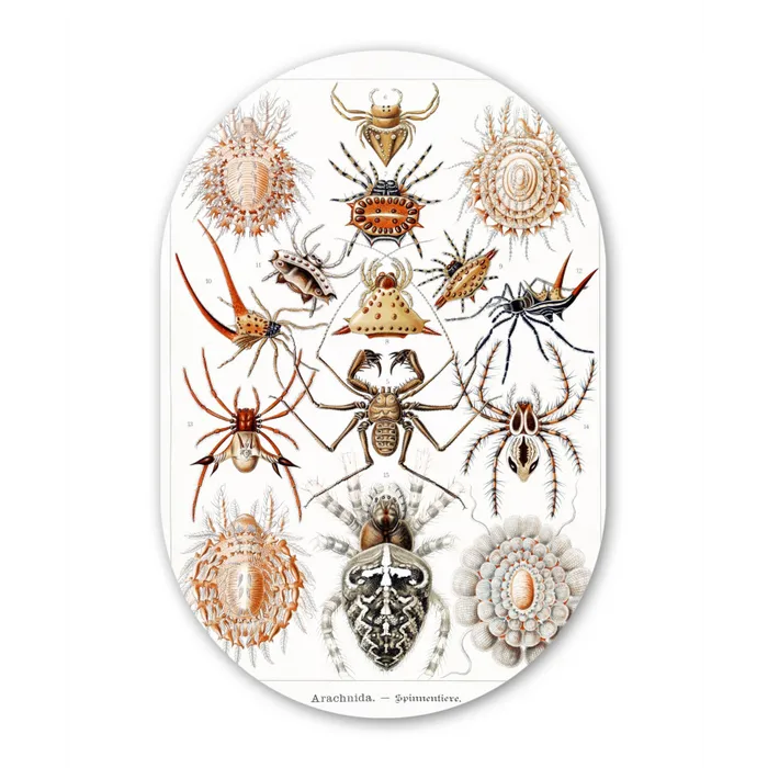 Retro - Spin - Ernst Haeckel - Spinnen Wandcirkel Ovaal Forex klein -3d