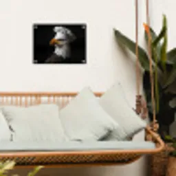 Arend -Amerika - Koksmuts - Vogel - Stoer tuinposter los doek klein -sfeer7
