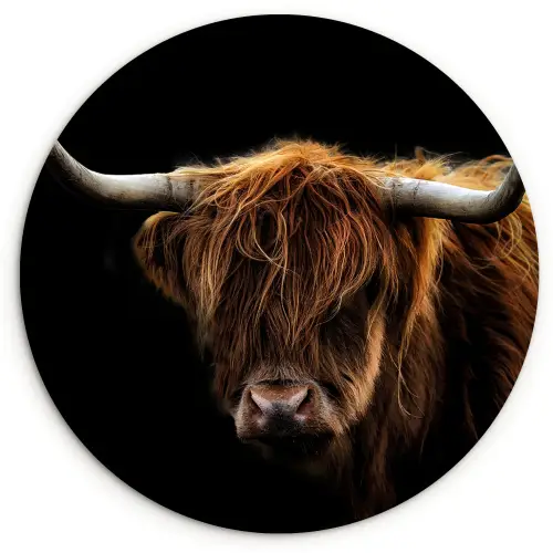 Schotse Hooglander - Horens - Zwart - Dieren - Natuur - Wild - Koe Wandcirkel kunststof plaat 5mm dik klein -3d
