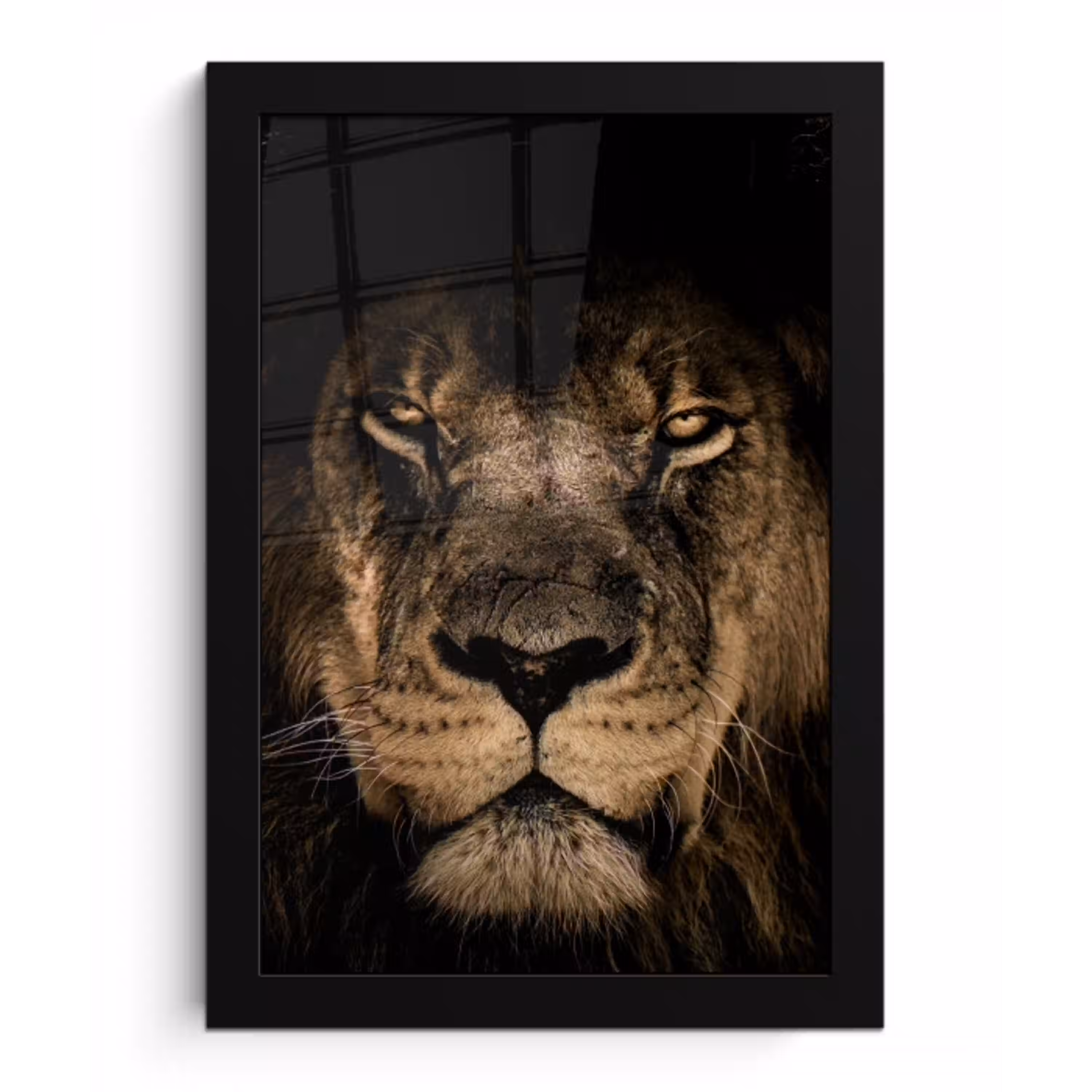 Leeuw - Dieren - Zwart - Portret fotolijst zwart zonder passe partout klein -3d