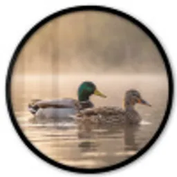 Eenden - Water - Mist - Natuur Fotolijst rond zonder passe partout klein -3d