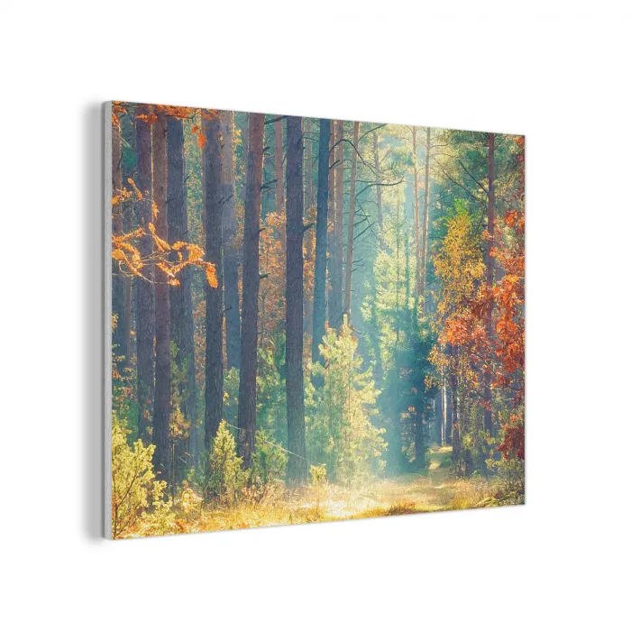 Bos - Zon - Natuur - Herfst PET vilt klein -3d