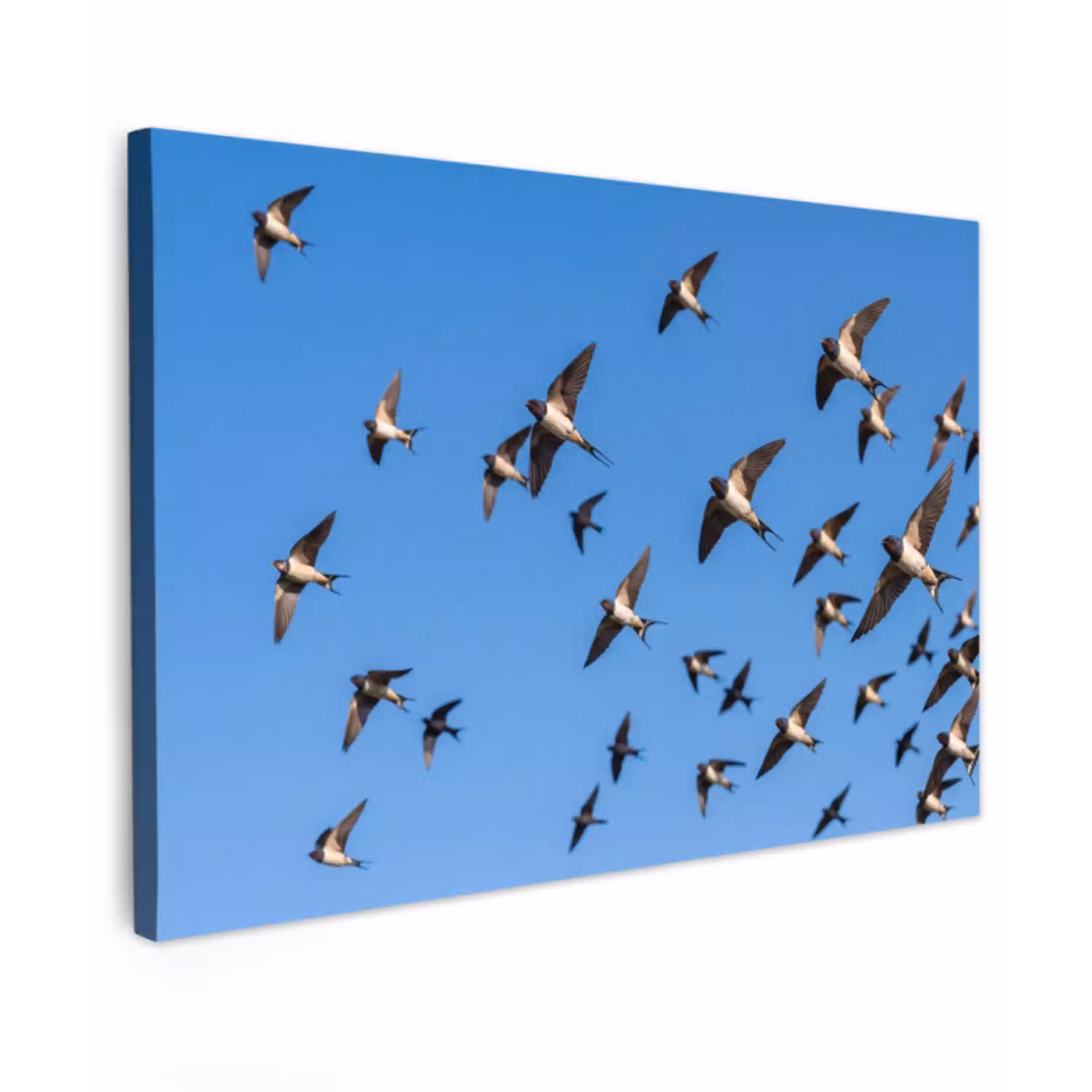 Zwaluwen - Vliegen - Blauw canvas 2cm klein -z3d