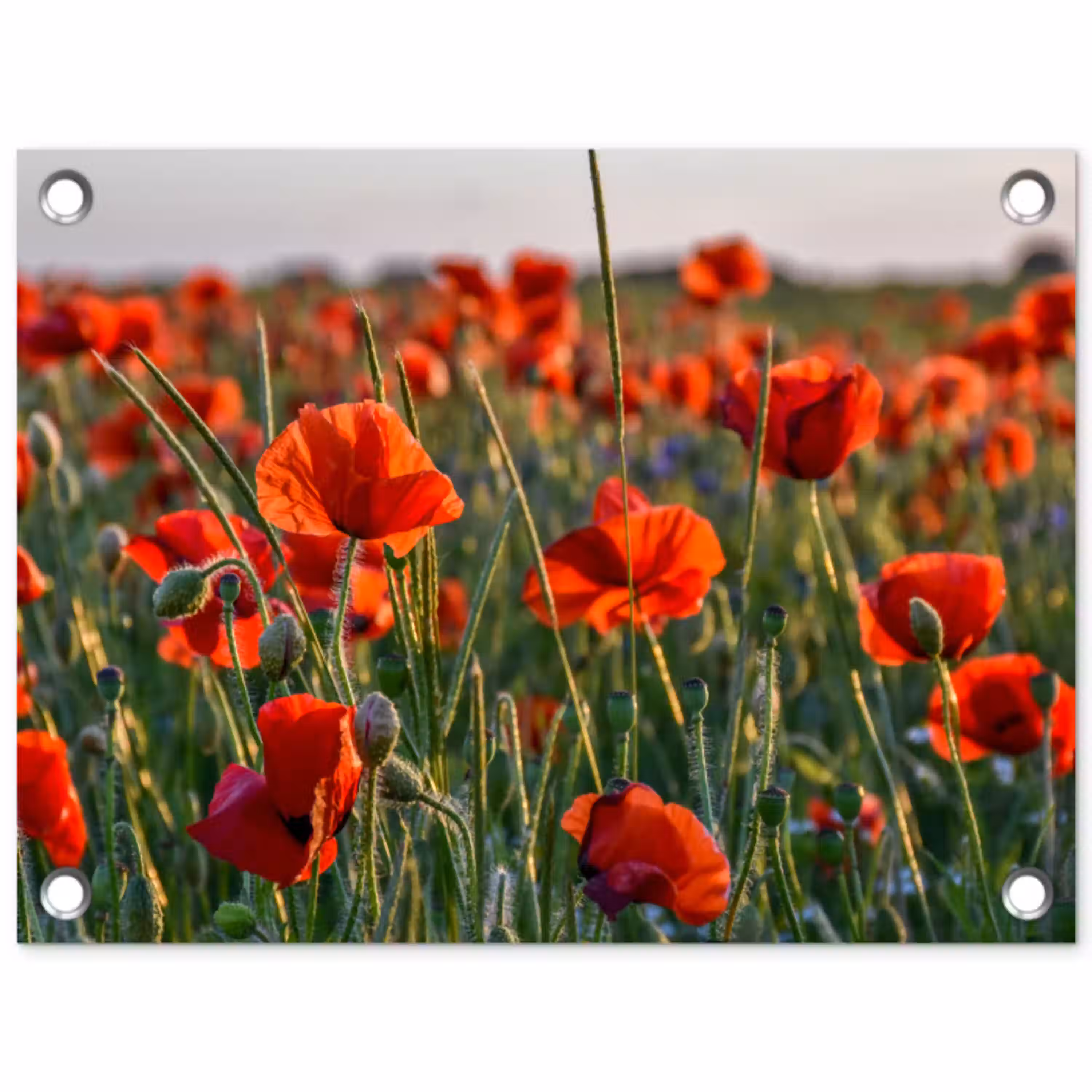 Klaprozenveld bij zonsondergang tuinposter los doek klein -3d