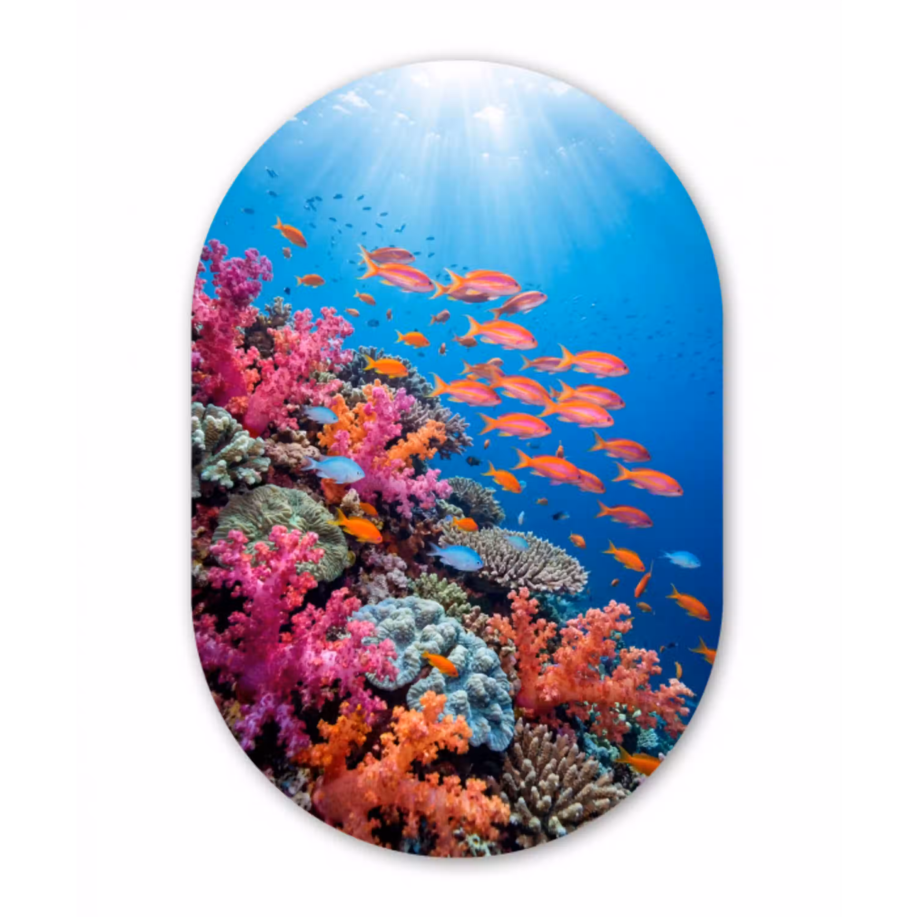 Onderwater - Koraalrif - Vissen - Oceaan - Natuur Wandcirkel Ovaal Aluminium middel -3d