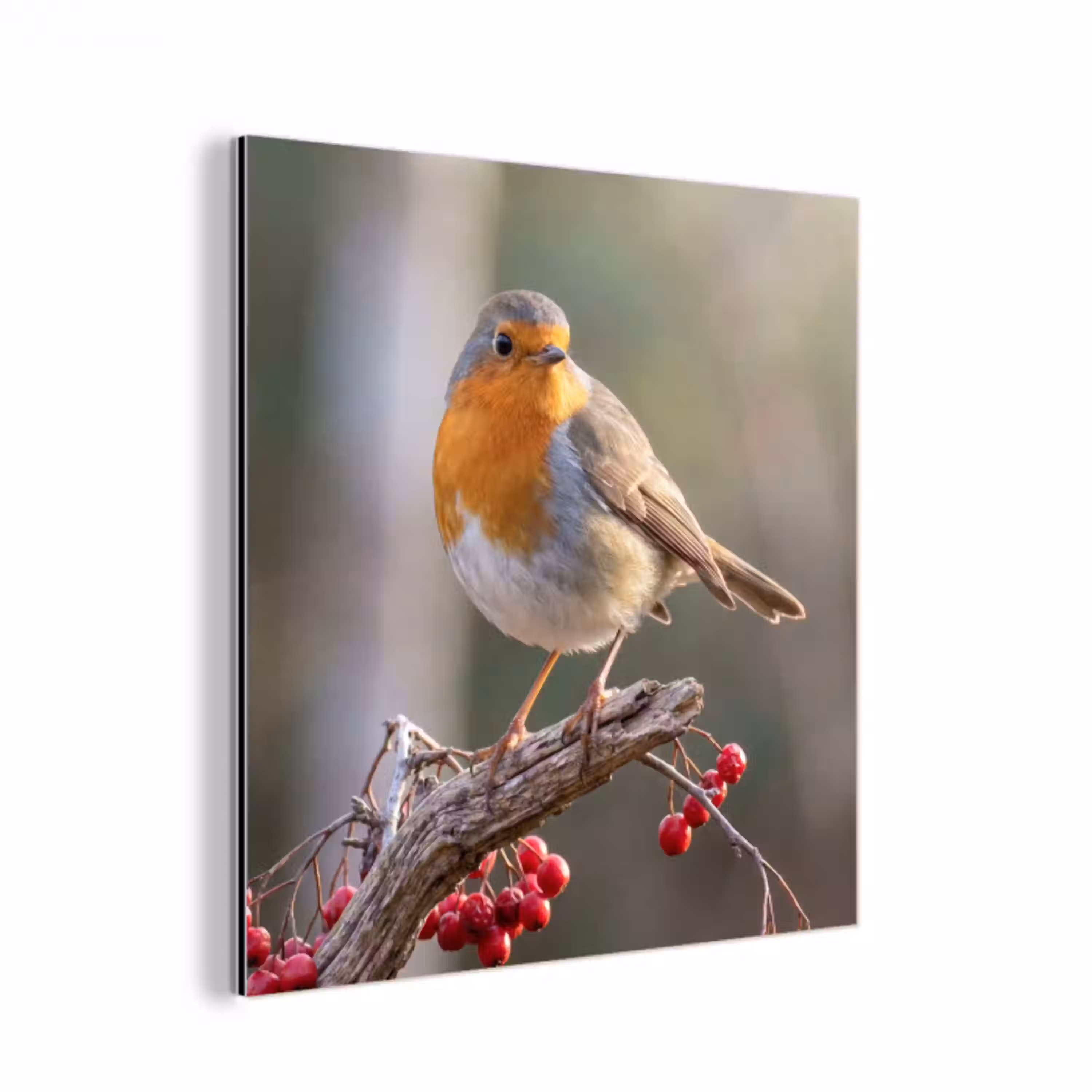 Roodborst - Tak - Bessen - Natuur aluminium wit klein -3d
