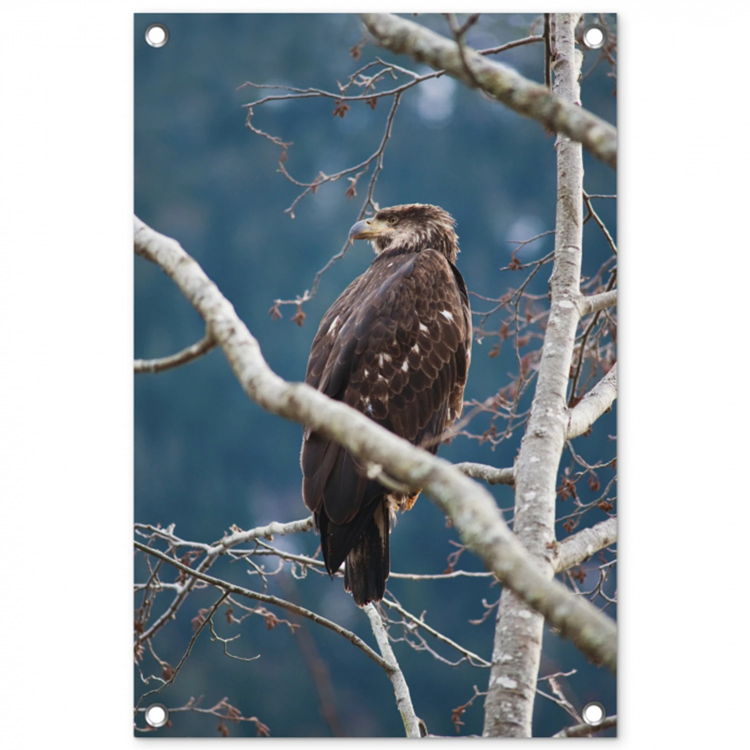 Vogel - Tak - Roofvogel tuinposter los doek klein -3d