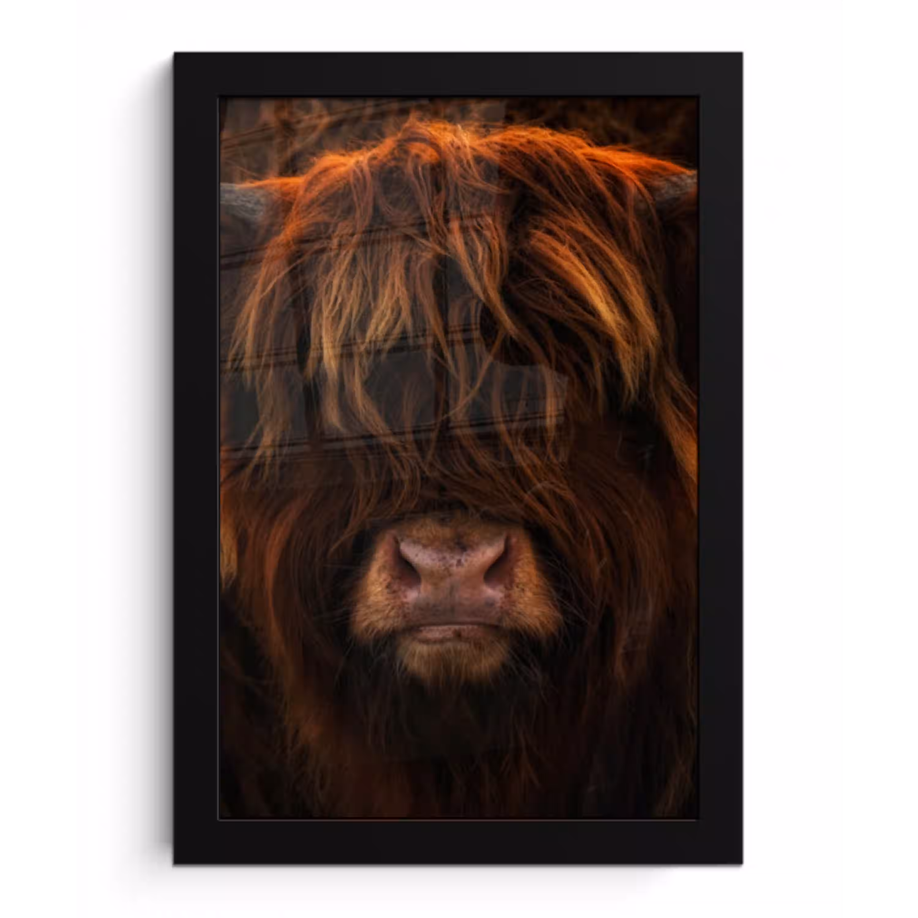 Schotse Hooglander - Koe - Portret - Dieren fotolijst zwart zonder passe partout klein -3d