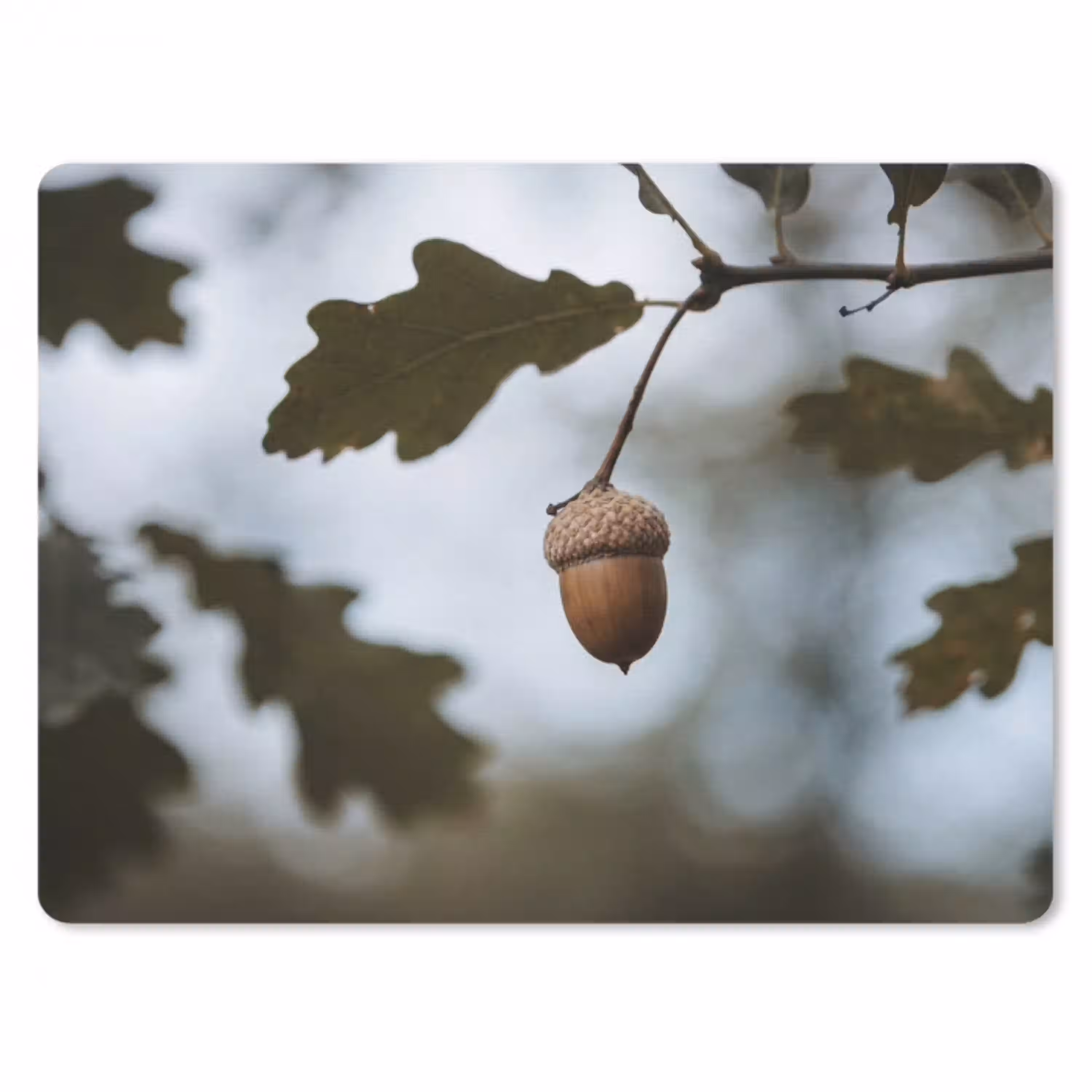 Eikel - Eikenblad - Bos - Herfst - Natuur muismat rubber klein -3d