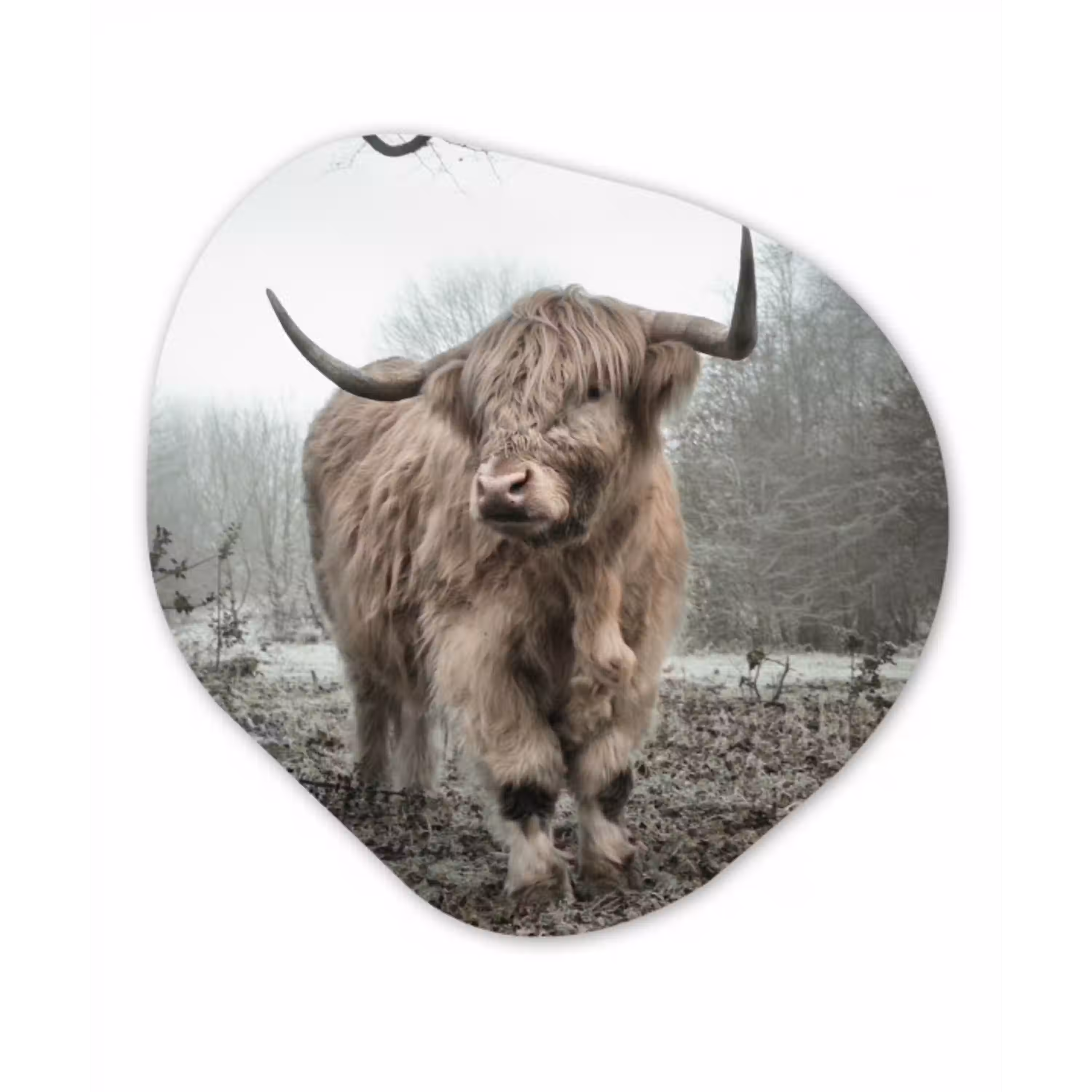 Schotse Hooglander - Bos - Mist - Koe - Dieren - Natuur Wandcirkel Organisch Forex 3mm klein -3d