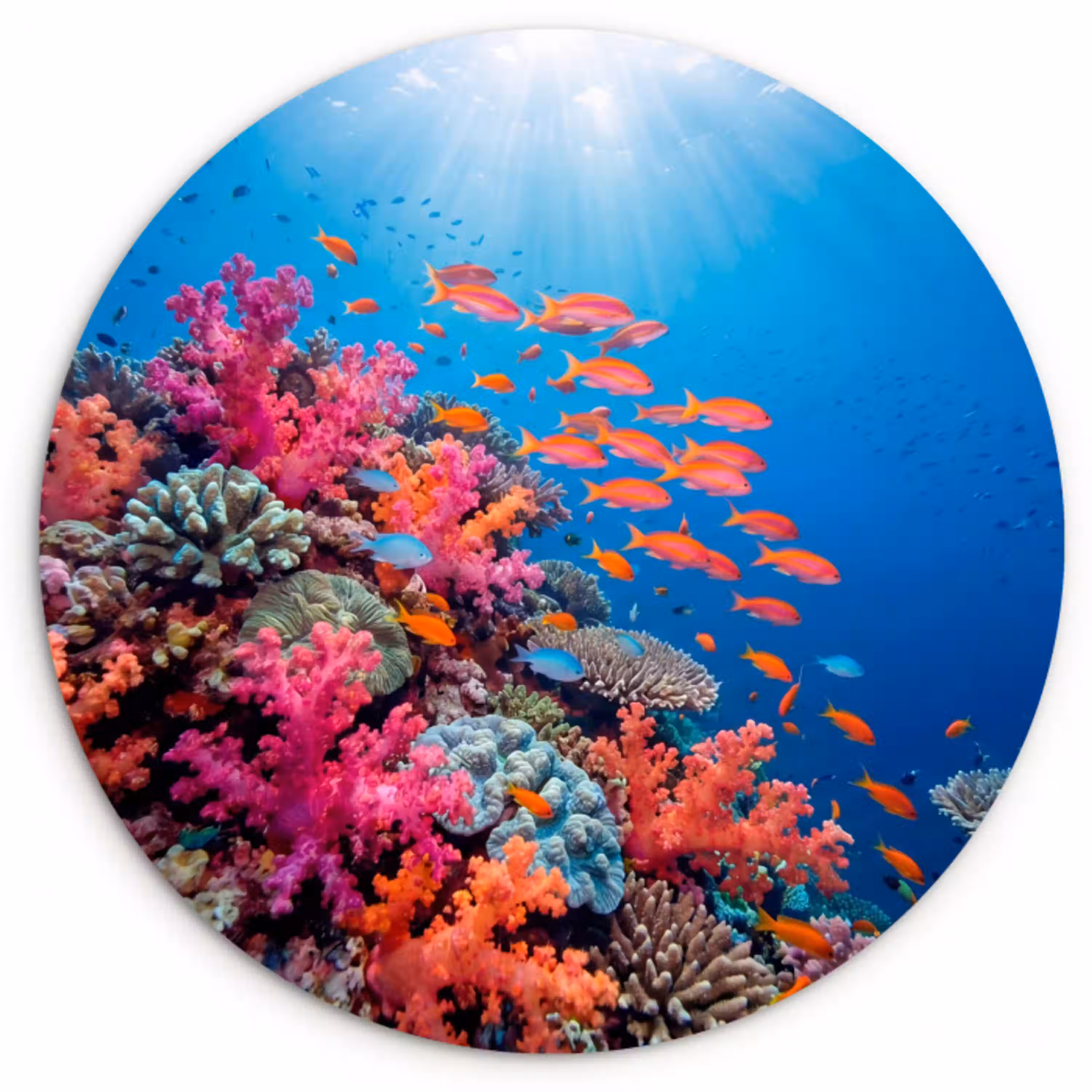Onderwater - Koraalrif - Vissen - Oceaan - Natuur Wandcirkel kunststof plaat 5mm dik klein -3d