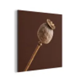 Papaverbol - Droogbloem - Bruin - Minimalistisch aluminium wit klein -3d